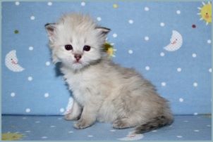 Female Siberian Kitten from Deedlebug Siberians